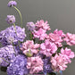 Lavender Fairytale