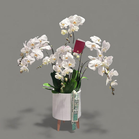 Classic White Orchid Bloom